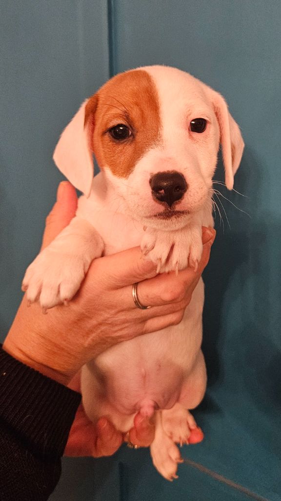 des Diamants de Tinaya - Chiot disponible  - Jack Russell Terrier