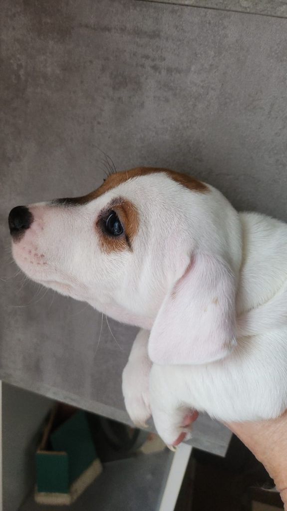 des Diamants de Tinaya - Chiot disponible  - Jack Russell Terrier