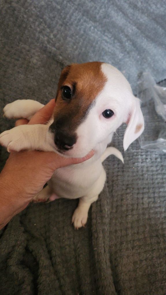 des Diamants de Tinaya - Chiot disponible  - Jack Russell Terrier