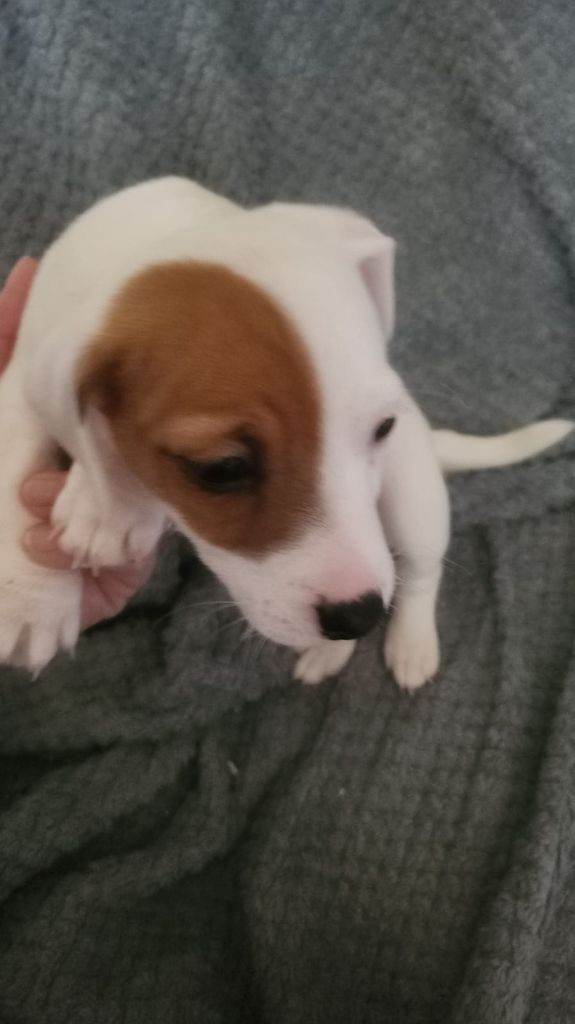 des Diamants de Tinaya - Chiot disponible  - Jack Russell Terrier