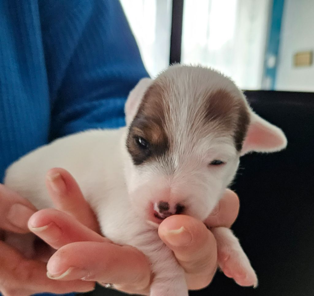 des Diamants de Tinaya - Jack Russell Terrier - Portée née le 06/12/2023